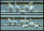 (63) pelican montage.jpg    (1000x720)    291 KB                              click to see enlarged picture